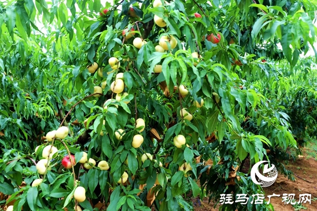 驻马店市驿城区:返乡创业大学生做乡村振兴“新农人”