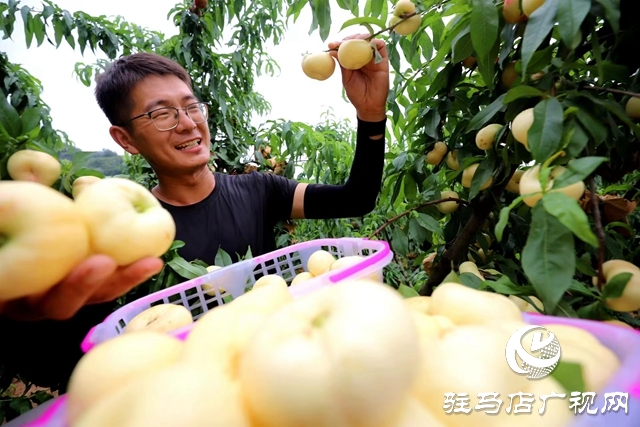 驻马店市驿城区:返乡创业大学生做乡村振兴“新农人”